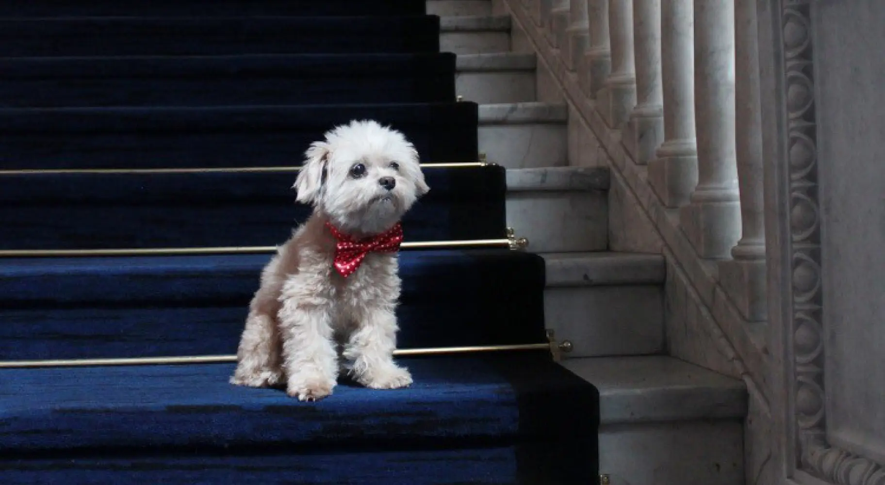 Un cane seduto sulle scale