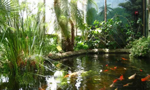 Uno stagno Koi circondato dal verde del giardino botanico di Washington Park.