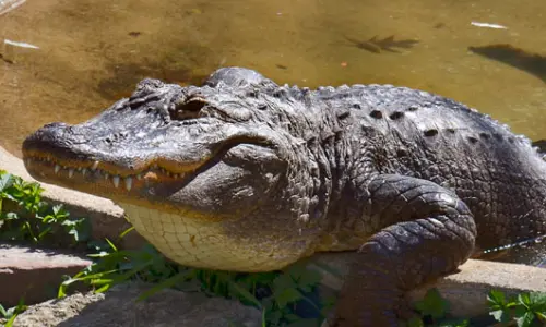 Un alligatore allo zoo di Scovill, Decatur, Illinois.