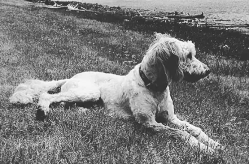 Un cane sdraiato sull'erba