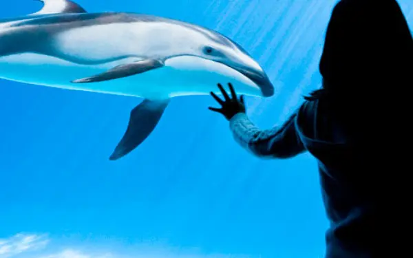 Una donna osserva un delfino allo Shedd Aquarium di Chicago.