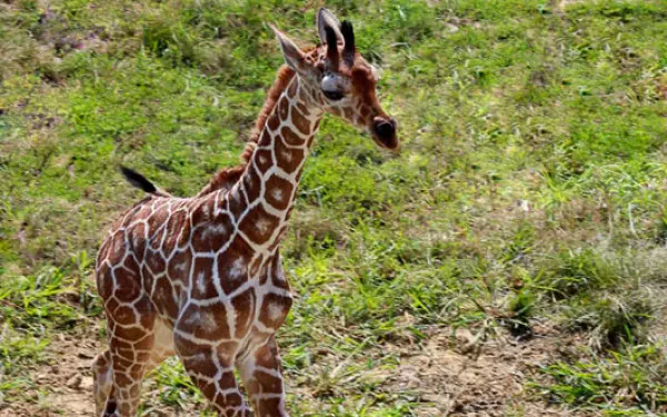 Cucciolo di giraffa allo zoo di Peoria, Illinois.