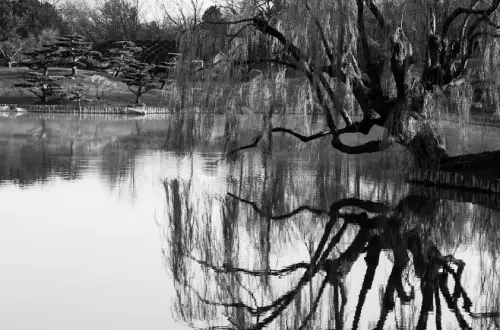 Lago con albero