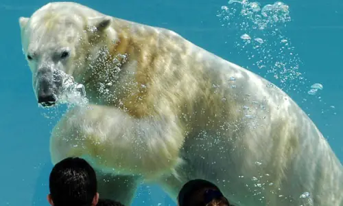 Un orso polare sott'acqua al Lincoln Park Zoo di Chicago.