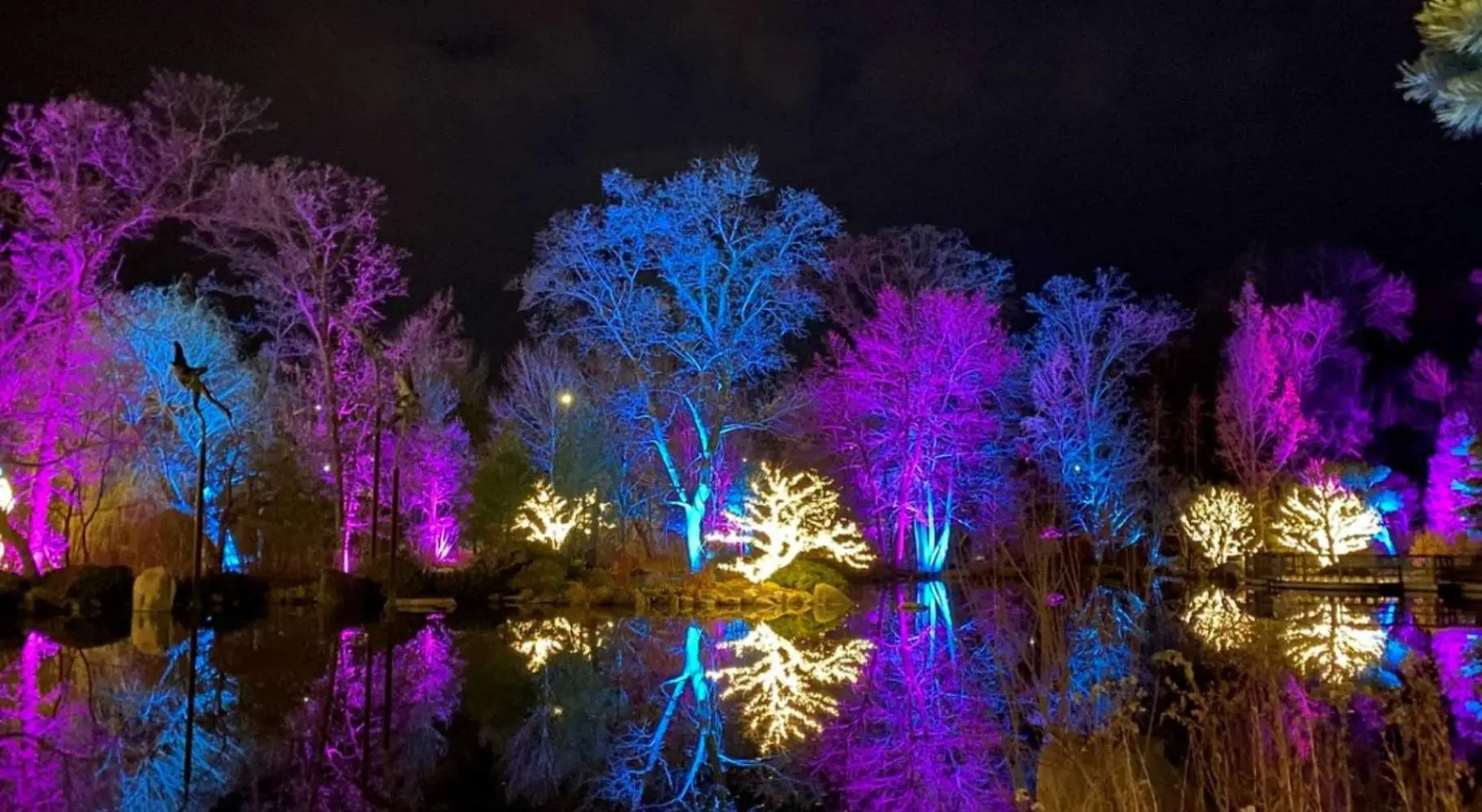 Luci viola, blu e bianche illuminano gli alberi.
