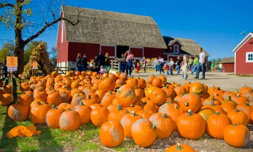 Tante zucche in fila