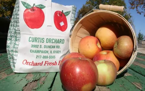 Mele fuji fresche raccolte da Curtis Orchard a Champaign-Urbana.