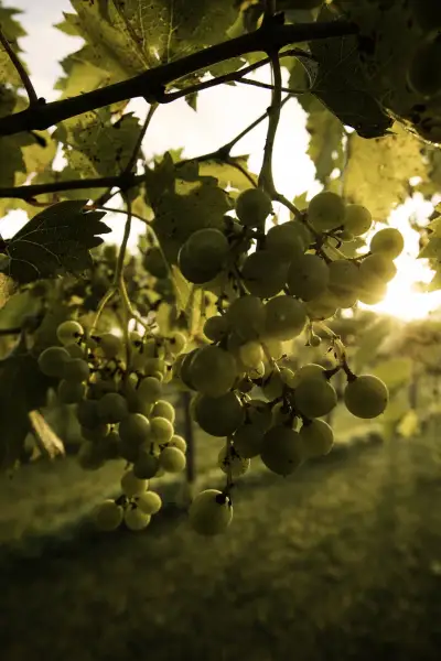 Il sole che attraversa le viti in un vigneto