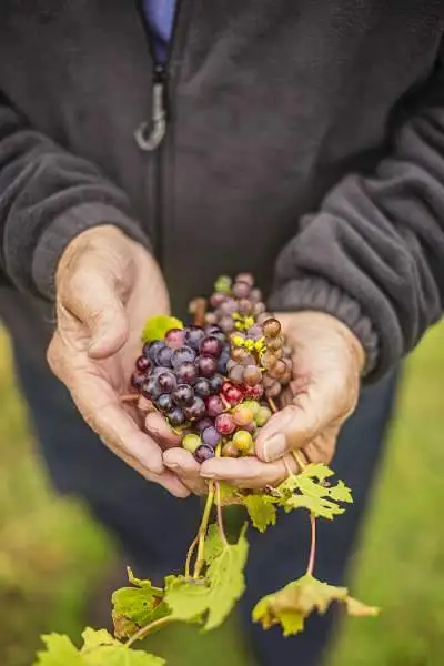 Le mani di un uomo che tengono l'uva