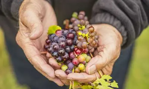 Le mani di un uomo che tengono l'uva