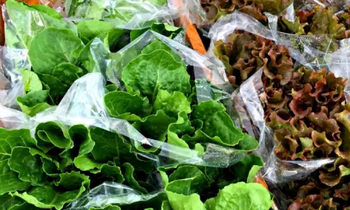 Sacchetti di lattuga