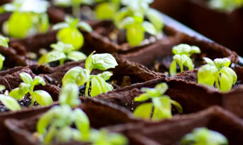 Piante multiple nel terreno