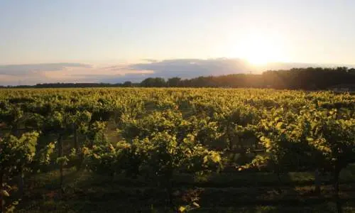 Il sole che tramonta su un vigneto