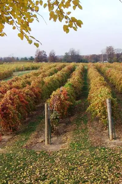 Filari di uva in un vigneto