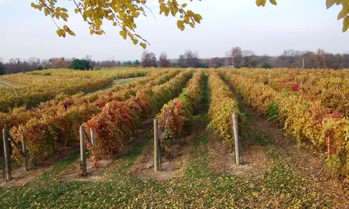 Filari di uva in un vigneto