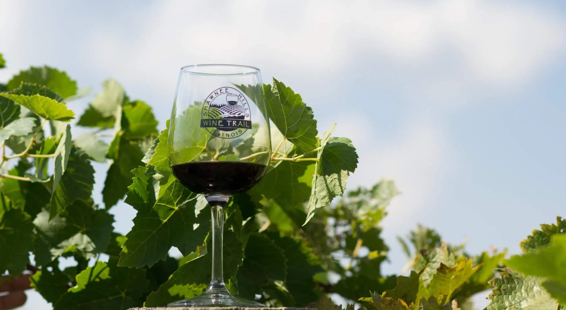 Un bicchiere di vino in un vigneto