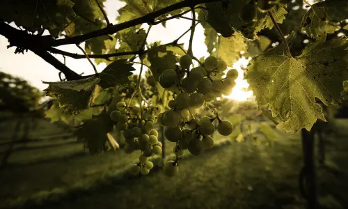 Uva in un vigneto