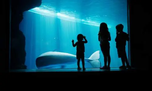 Bambini che guardano l'acquario