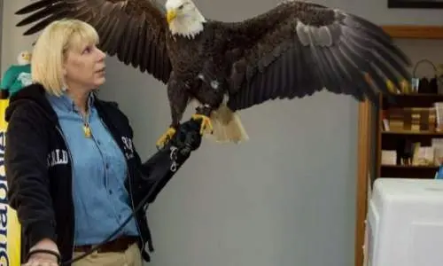 Una donna che tiene sulla mano un'aquila calva