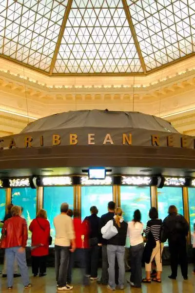 Persone intorno alla barriera corallina dello Shedd Aquarium.