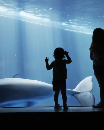 Bambini che guardano una balena attraverso il vetro