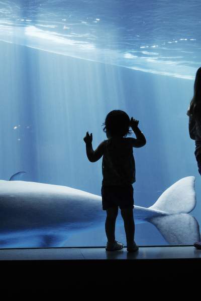 Bambini che guardano una balena attraverso il vetro
