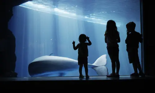 Bambini che guardano una balena attraverso il vetro