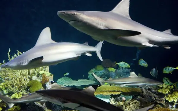 Un brivido di squali nell'Acquario Shedd.