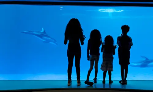 Un gruppo di bambini osserva i delfini allo Shedd Aquarium