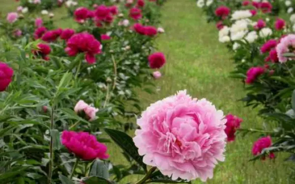 Un giardino di peonie rosa alla fattoria Peony Hill di Harrisburg