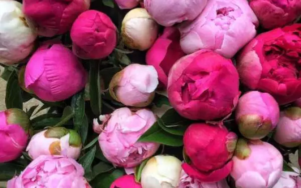 Un mazzo di peonie alla Fattoria della Collina delle Peonie