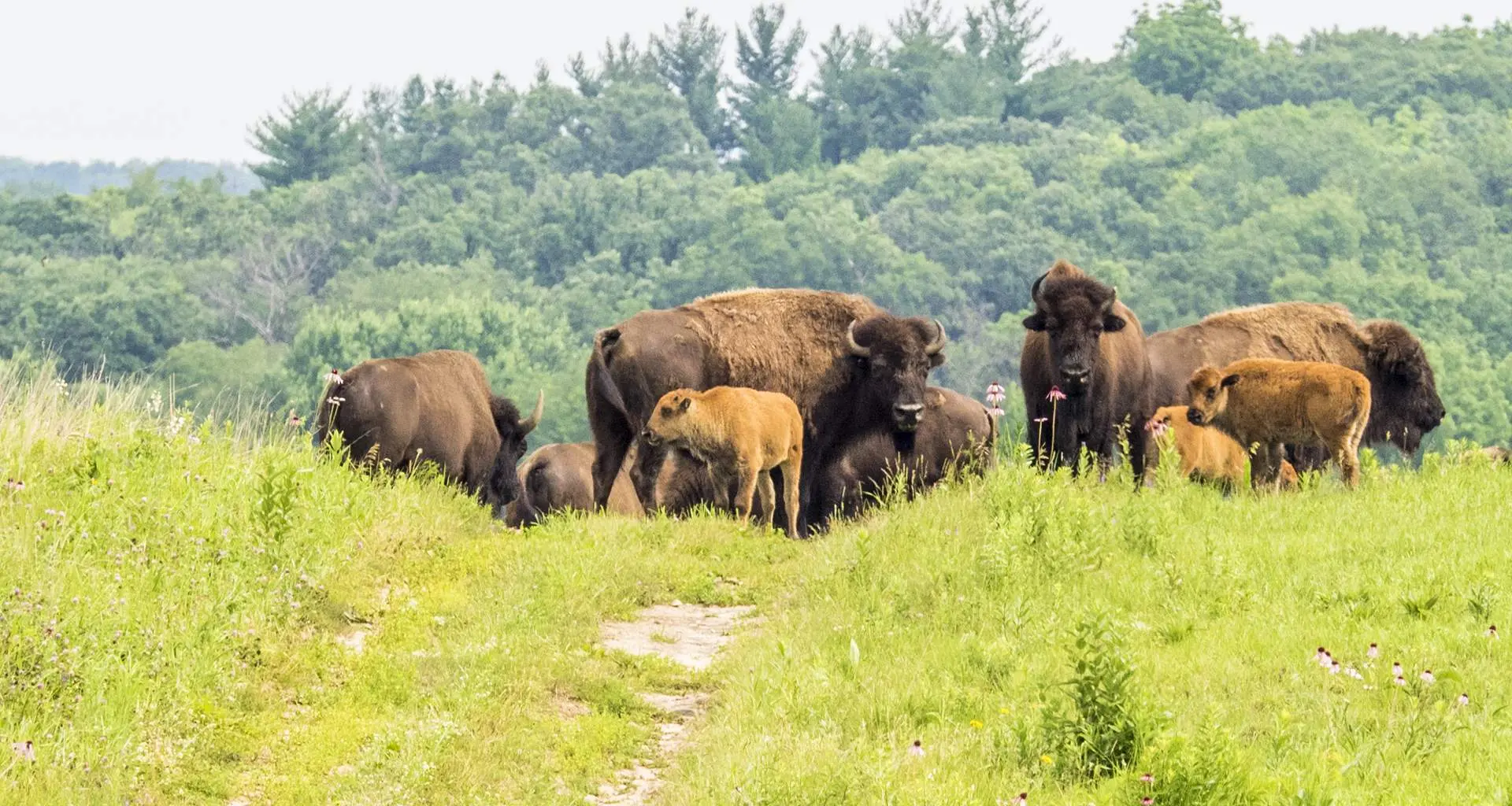 Una mandria di bisonti nell'erba delle Nachusa Grasslands