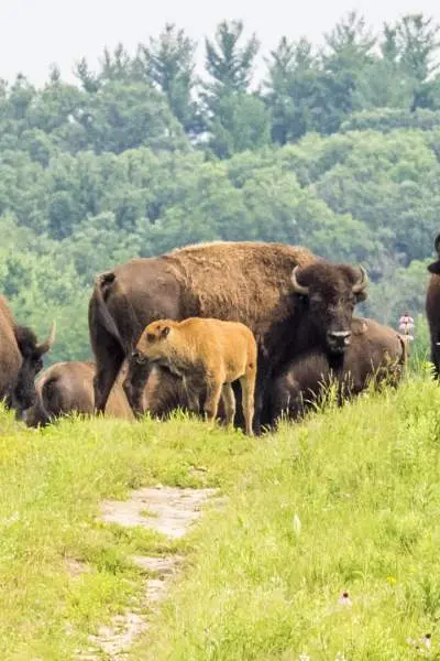 Una mandria di bisonti nell'erba delle Nachusa Grasslands