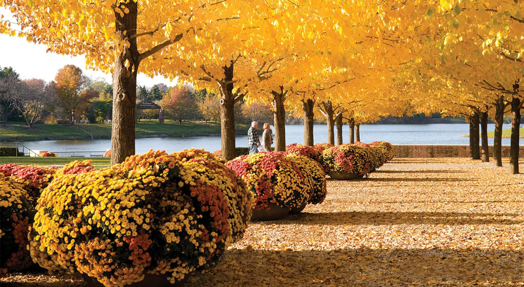 Alberi in autunno