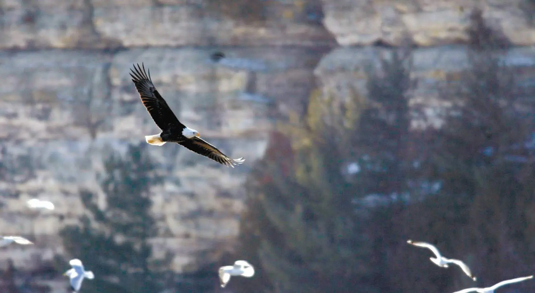 Aquila in volo
