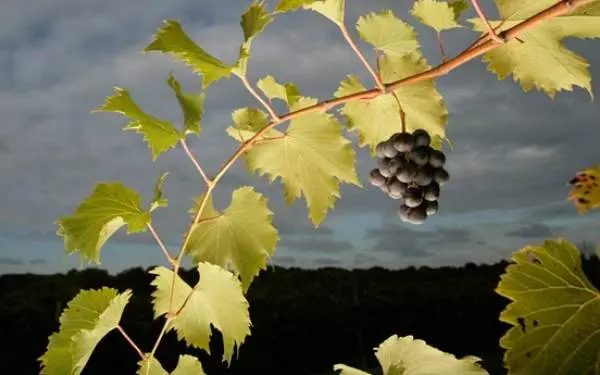 Una vite di Alto Vineyards.