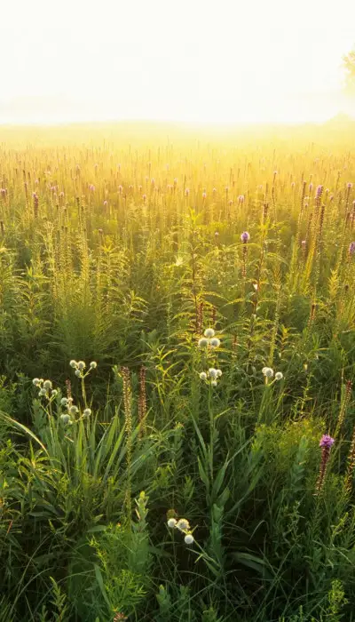 Un campo verde al tramonto.