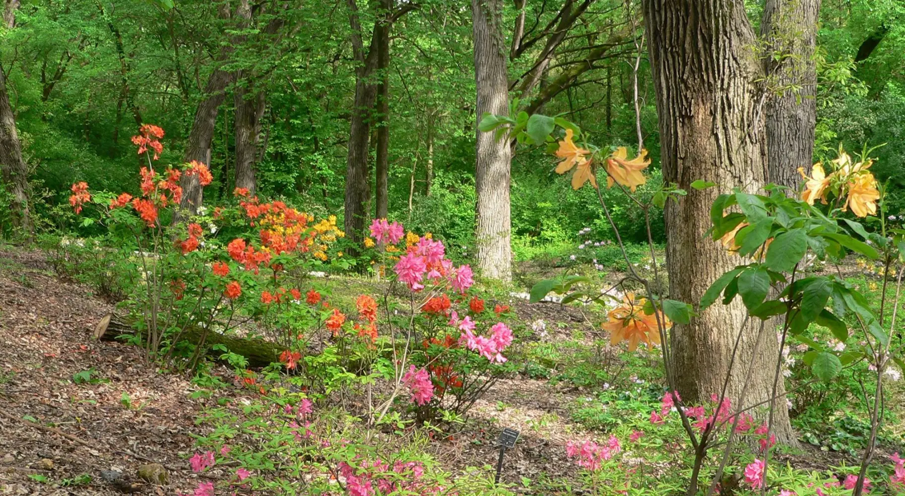 I fiori