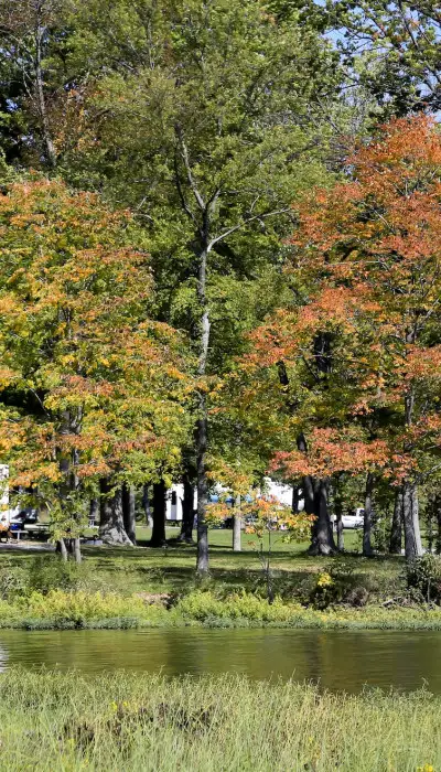 Parco con alberi e camper