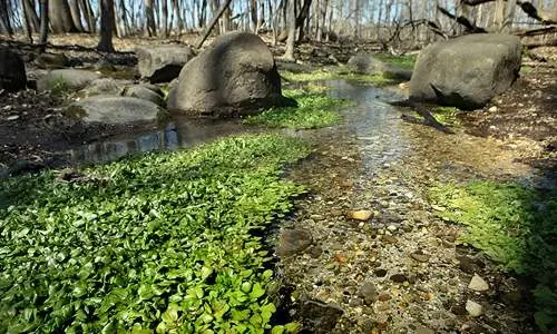 Un piccolo ruscello in un parco