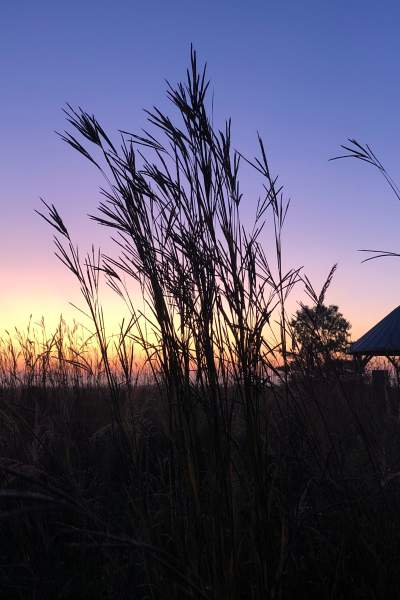 Campo al tramonto con erba