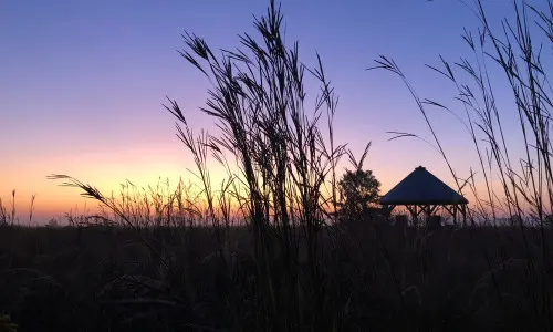 Campo al tramonto con erba