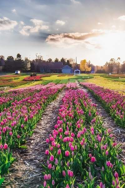 Un campo di tulipani al tramonto