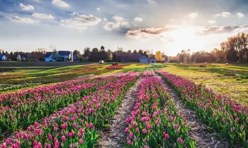Un campo di tulipani al tramonto