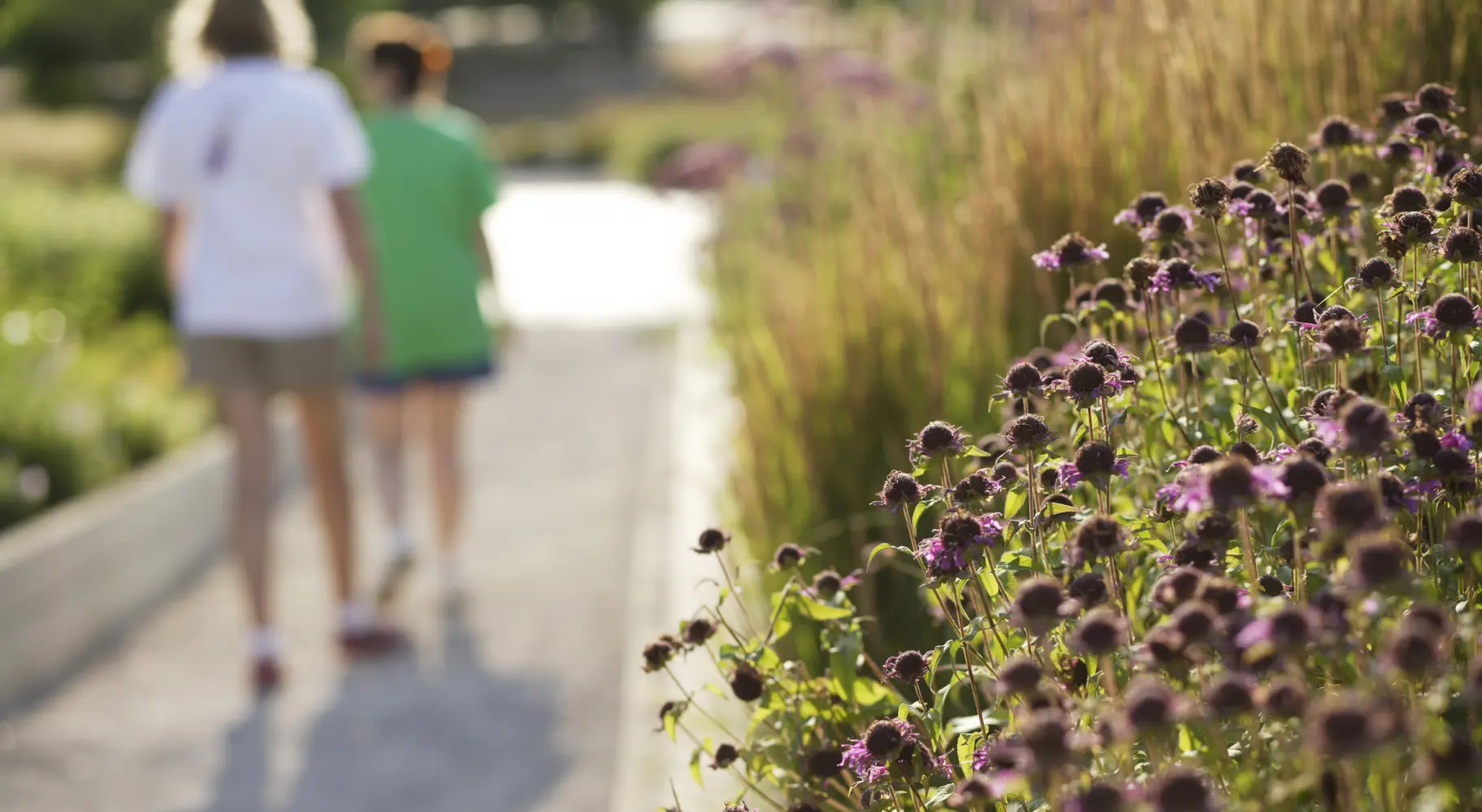 Primo piano di fiori con persone che camminano sullo sfondo