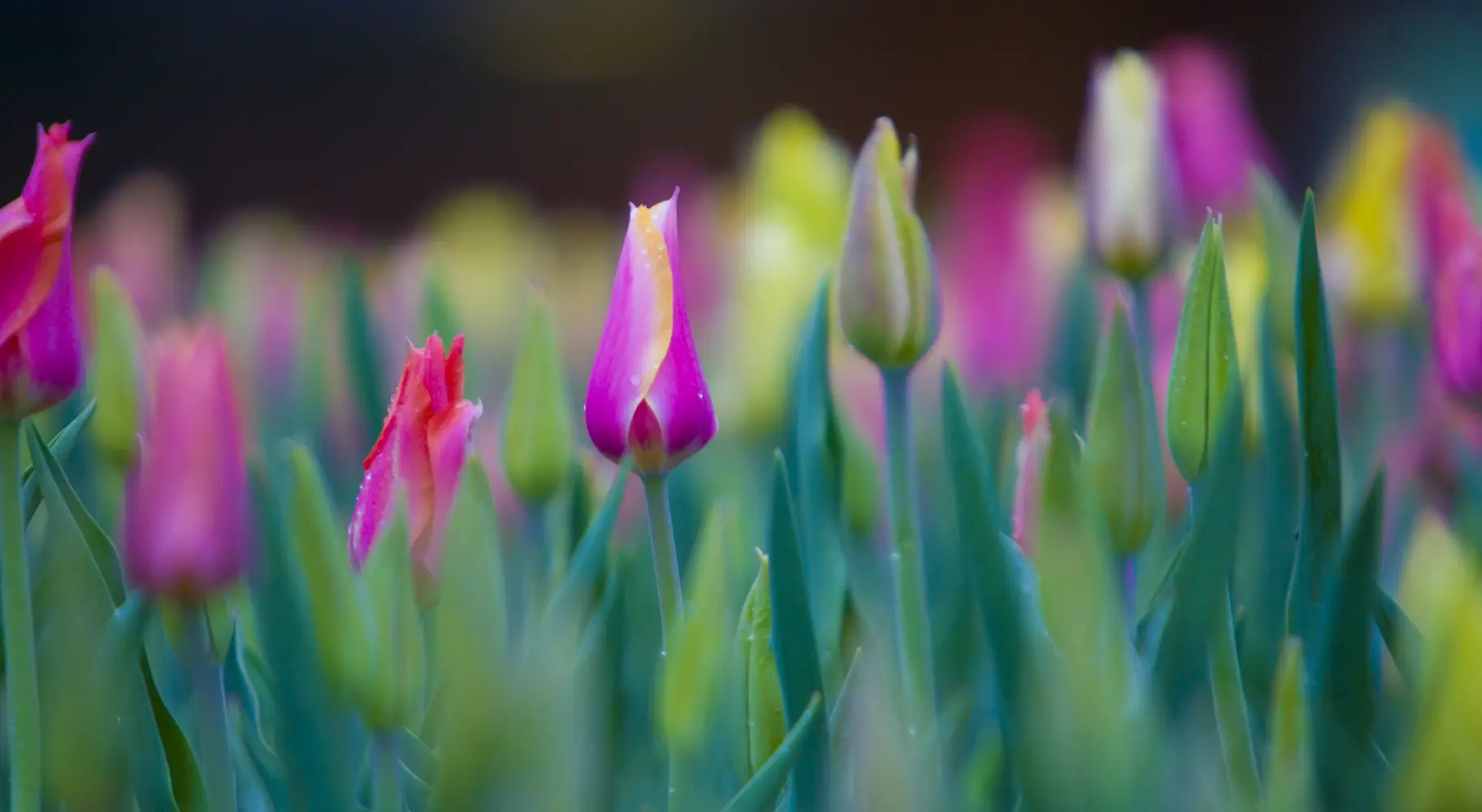 Tulipani in primo piano