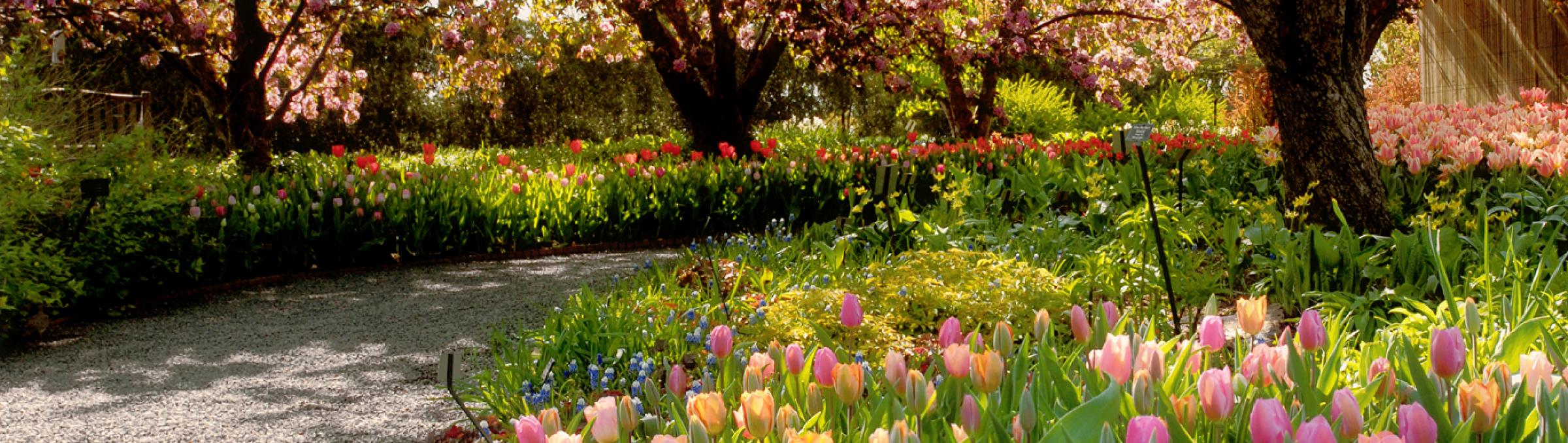 Tulipani nel parco