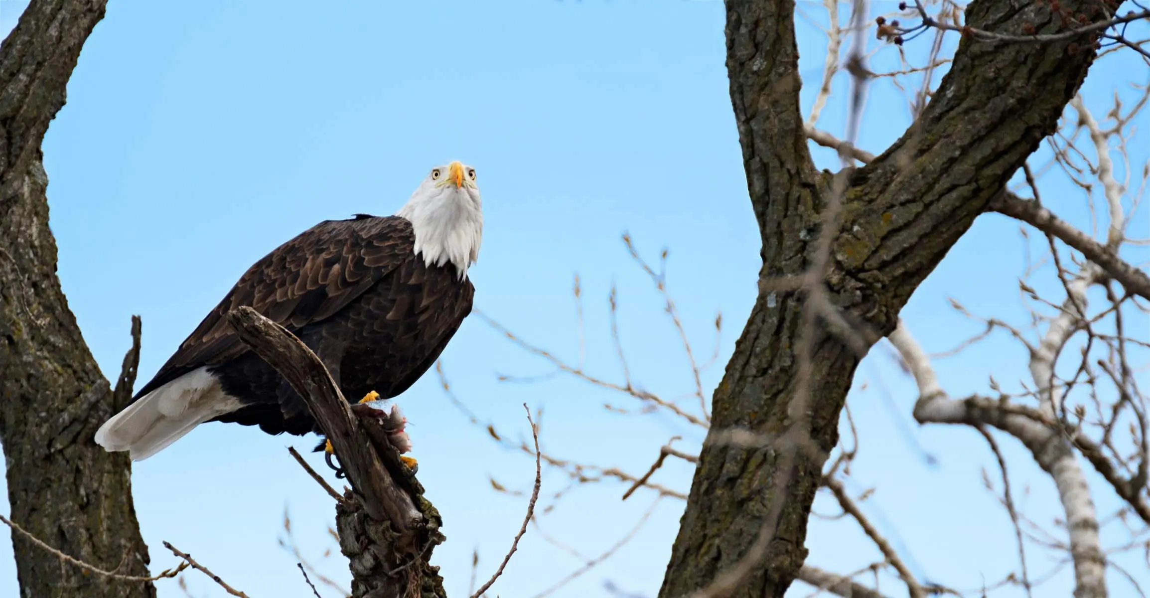 Aquila calva su un albero in inverno