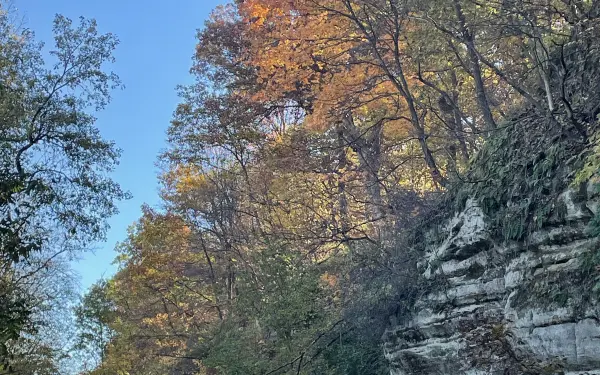 Foglie in un parco statale