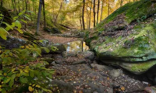 Foresta con rocce muschiate.